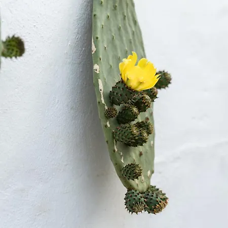 Casa de Férias Nonna Elvira