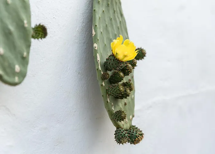 Nyaraló Nonna Elvira